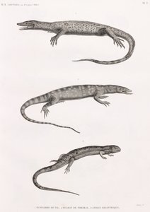 Reptielen: Tupinambis Nijl door Unbekannt