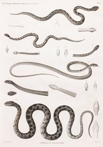 Reptielen: adders en slangen