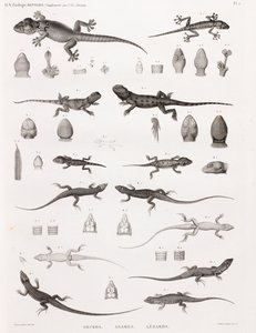Reptielen: gekko