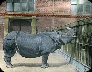 Neushoorn door Unbekannter Künstler