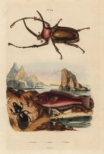 Neushoornmestkever, Golofa porteri 1, Kretenzische papegaaivis, Scarus creticus 2, en Scarites buparius kever 3 door Unbekannt