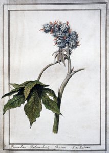 Ricinus communis door Unbekannter Künstler