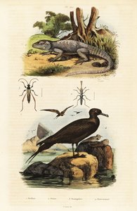 Rotsagama en parasitaire jager (gravure) door Unbekannter Künstler