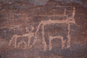 Rotstekeningen, Prehistorie: Gravure van een koe en haar kalf in het Uweinat-massief, Egypte. (Periode van 8000 tot 3000 jaar v.Chr.). Fotografie door Unbekannt