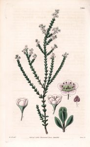 Rots thryptomene, Thryptomene saxicola (Zuidwest-Australische rotstuinstruik). Handgekleurde kopergravure door Swan naar een illustratie van William Jackson Hooker uit Samuel Curtis