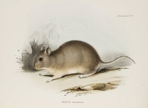 Knaagdier, ca. 1832-1836