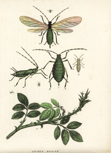 Rozenluis, Aphis rosae, op rozenstruik. Handgekleurde lithografie uit Georg Friedrich Treitschke