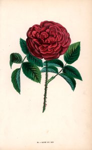 Rose du Roi, een hybride gekweekt uit de Portland roos, Rosa portlandica, door Monsieur Souchet in Sevres door Unbekannter Künstler