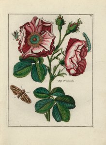 Roos, variëteit Rosa provincialis, met insecten