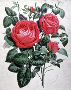 Rozen