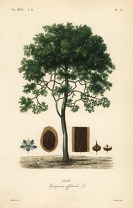 Ruwe lignum-vitae of guaiacwood, Guaiacum officinale, Guayacum officinale, Gayac door Unbekannt