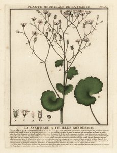 Rondbladige steenbreek, Saxifraga rotundifolia door Unbekannter Künstler