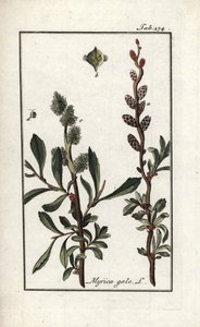 Koninklijke peper of moerasmirte (Myrica gale). Lithografie uit 