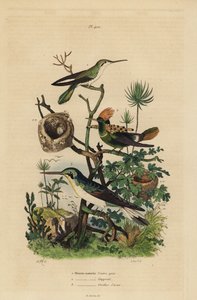 Roodstaartkolibrie, Amazilia tzacatl, Kuifkolibrie, Lophornis ornatus, en zwartoorfee, Heliothryx auritus door Unbekannt