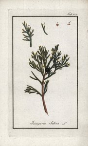 Sabijnse jeneverbes (Juniperus sabina). Lithografie uit “Afbeelding der Artseny-Gewassen” door Johannes Zorn (1739-1799), Nederland