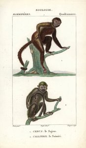 Sajou of saphogano of kapucijn en saimiri of doodshoofdaapje - Gravure door Jean Gabriel Pretre, gegraveerd door Carnonkel, voor het woordenboek van natuurwetenschappen: zoogdieren door Frederic Cuvier, bewerkt door Pierre Jean Francois Turpin door Unbekannter Künstler