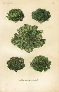 Saladegroenten, plantes pour salades door Unbekannt