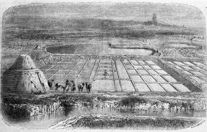Zoutproductie: zoutmoerassen (saline) van Zuid-Frankrijk. Gravure uit de 19e eeuw door Unbekannt