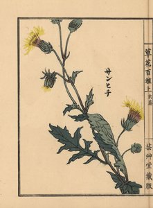 Sanhichisou of Japanse paarse passie, Gynura japonica door Unbekannter Künstler