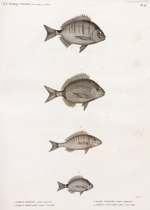 Sargue Enrouee; Gewone Sargue; Pagre Mormyre & Ringvormige Sargue door Unbekannt