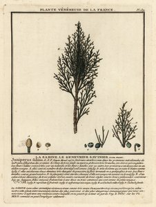 Jeneverbes of savin, Juniperus sabina