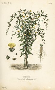 Scammony, Convolvulus scammonia, Scammonee