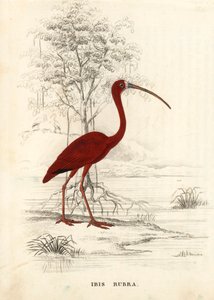 Rode ibis, Eudocimus ruber (Ibis rubra). Handgekleurde staalgravure uit Georg Friedrich Treitschke