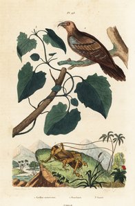 Schizodactylus monstrosus krekel, olievoogel, Steatornis caripensis, en Mikania guaco wijnstok door Unbekannt