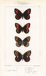 Scotch argus, Erebia aethiops, grote ringoog, Erebia euryale, herfst ringoog, Erebia neoridas (ventraal), en Arran bruin, Erebia ligea (ventraal) door Unbekannter Künstler