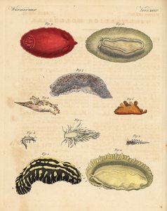 Zeenaaktslakken: Phyllidia varicosa 1,2, Tergipes limacina 3,4, Aeolidia papillosa 5, Scyllaea pelagica 6, Tritonia hombergii 7, Polycera quadrilineata 8, en Platydoris argo 9,10. Handgekleurde kopergravure uit Friedrich Johann Bertuch