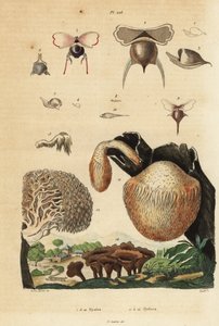 Zeeslakken, Diacavolinia limbata en Diacria trispinosa, en Hydnum-paddenstoelen, stekelige paddenstoel, Hydnum repandum, koraaltandpaddenstoel, Hericium coralloides, enz. door Unbekannt