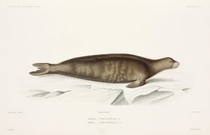 Zeehond