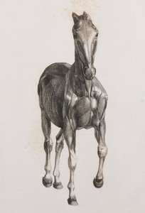 Tweede ontlede laag van een paard, vooraanzicht door Unbekannt