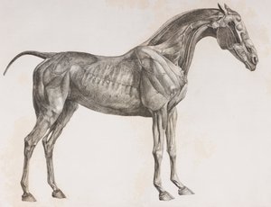 Tweede ontlede laag van een paard, zijaanzicht door Unbekannt