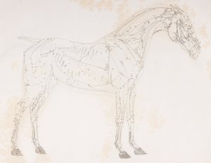 Tweede ontlede laag van een paard, zijaanzicht