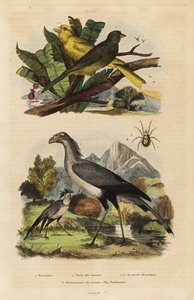 Secretarisvogel, Sagittarius serpentarius, wilde en tamme kanaries, Serinus canaria