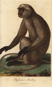 Semnopitheque entelle - Grijze langoer of Hanuman langoer, Semnopithecus entellus (Dufresne