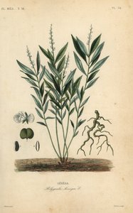 Senegawortel of ratelslangwortel, Polygala senega door Unbekannt
