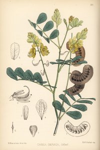 Senegal senna, Italiaanse senna of Port Royal senna, Senna italica (Cassia obovata). Handgekleurde lithografie door Hanhart naar een botanische illustratie door David Blair uit Robert Bentley en Henry Trimen