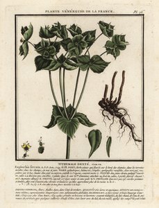 Getande wolfsmelk, Euphorbia serrata