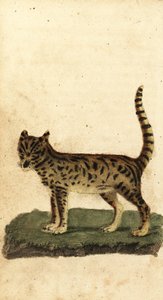 Serval, Leptailurus serval door Unbekannter Künstler