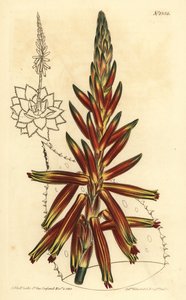 Kortbladige aloë, Aloe brevifolia var.