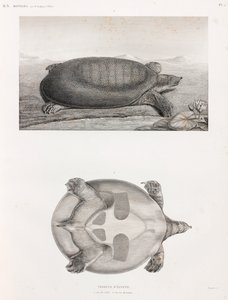 Zij- en onderaanzicht van een schildpad door Unbekannt