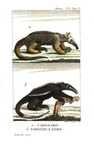 Zijdeachtige miereneter of dwergmiereneter (Fourmilier) (Azara