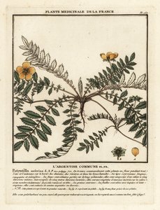 Zilverschoon, Potentilla anserina