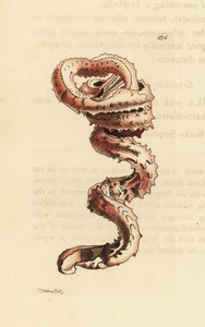 Gespleten wormschelp, Tenagodus anguinus (Muricated serpula, Serpula muricata) door Unbekannter Künstler