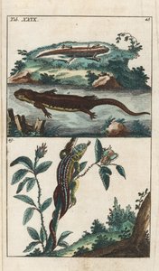 Gladde of Gewone Triton en Zandhagedis - Sterk Water door Gottlieb Tobias Wilhelm (1758-1811), uit Encyclopedie of Natural History: Amphibians door Unbekannter Künstler