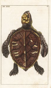 Bijtschildpad of Schubdier - Sterk Water door Gottlieb Tobias Wilhelm (1758-1811), uit Encyclopedie of Natural History: Amphibians door Unbekannter Künstler