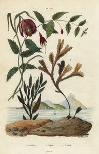 Kievitsbloem, Fritillaria meleagris 1, kolibriefuchsia, Fuchsia magellanica 2, getande wrak, Fucus serratus 3 en Fucus siliqueux 4 door Unbekannt