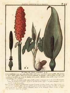 Gevlekte aronskelk, Arum maculatum